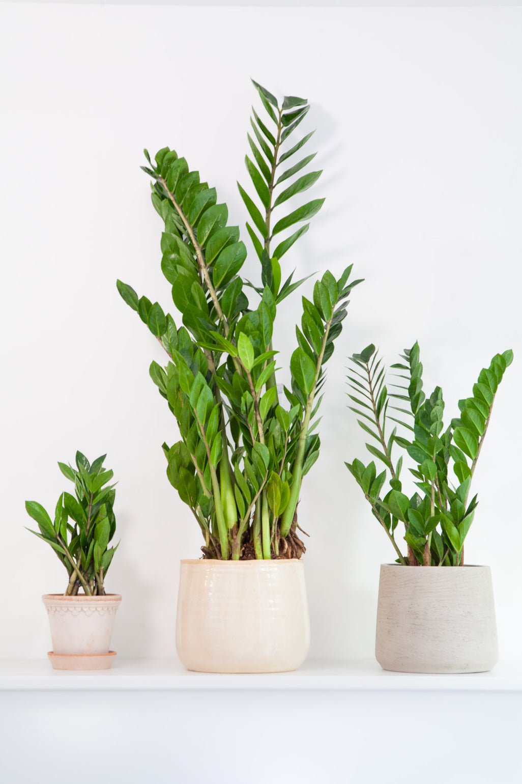 files/IndoorPlants-JamieShots16.11.2023-013.jpg